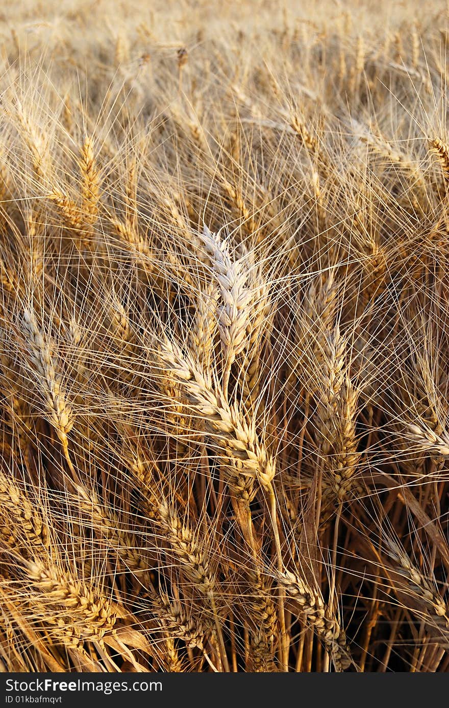 Wheaten field with the ripened ears for harvesting.