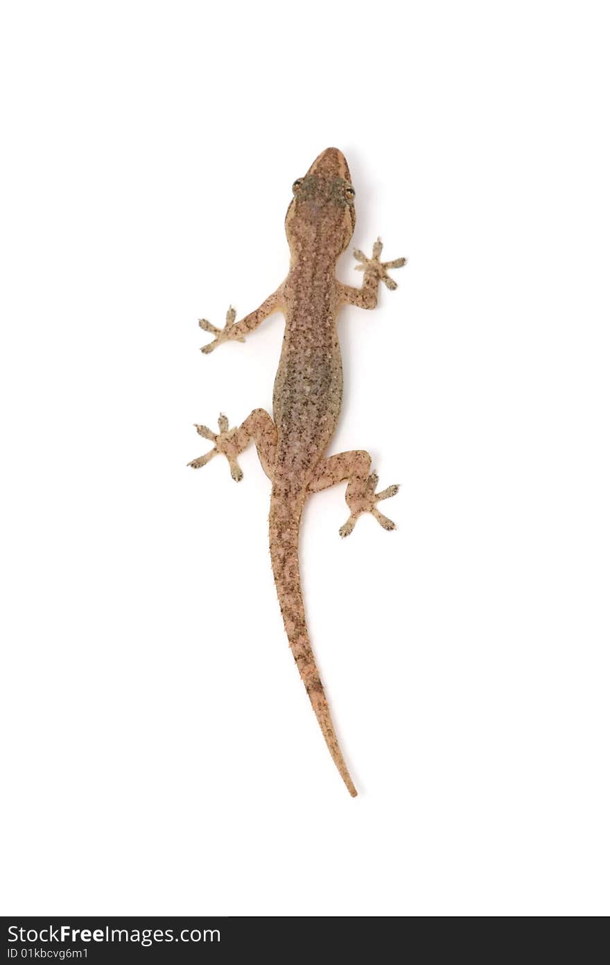 Isolated gecko