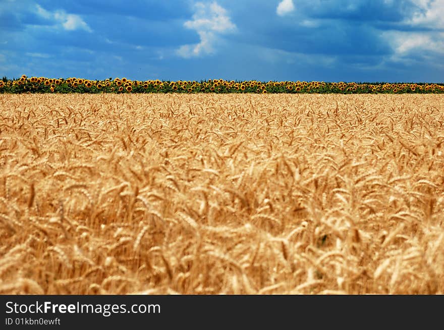 Golden wheat on a background of the cloudy blue sky and sunflowers. Golden wheat on a background of the cloudy blue sky and sunflowers