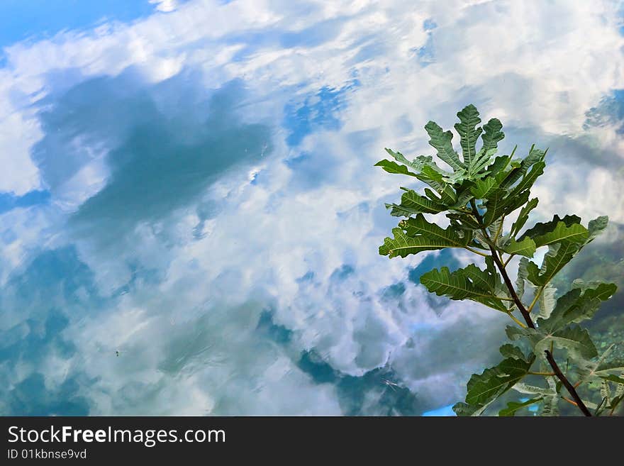 Oak branch over water with clouds reflected