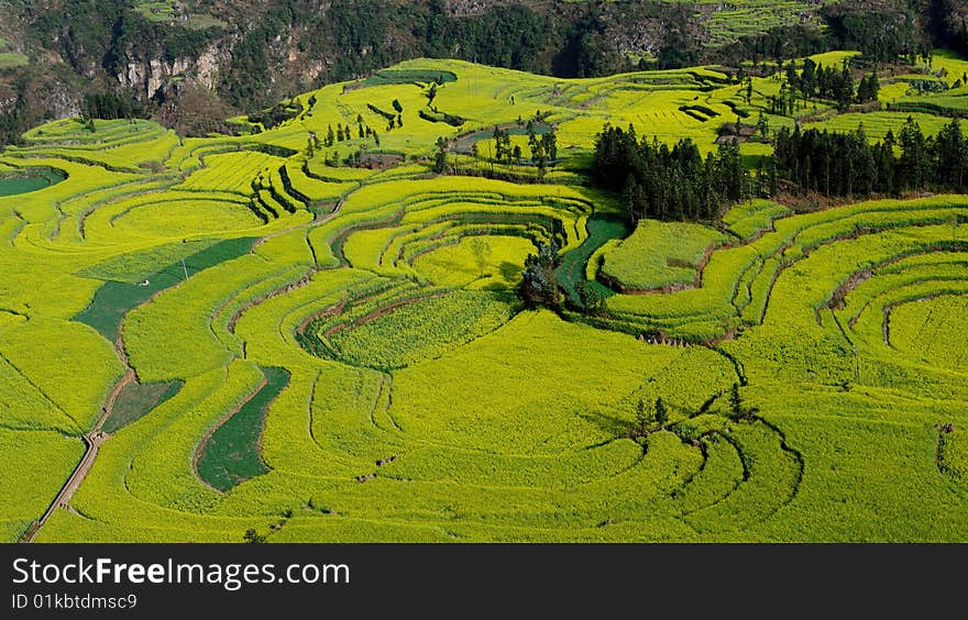 Luoping is a county in YunNan province of China. It is dominated by karst features with small basins among independent green hills. It is a national base for raising bees and for processing honey oroducts. The flowers covering an area of 250,000 mu (around 65 square miles) and on February of March every years, thousands of Yellow Rapeseed Flowers are in full bloom, looking like and expanse of a golden sea. It became popular among photographers recently. Luoping is a county in YunNan province of China. It is dominated by karst features with small basins among independent green hills. It is a national base for raising bees and for processing honey oroducts. The flowers covering an area of 250,000 mu (around 65 square miles) and on February of March every years, thousands of Yellow Rapeseed Flowers are in full bloom, looking like and expanse of a golden sea. It became popular among photographers recently.