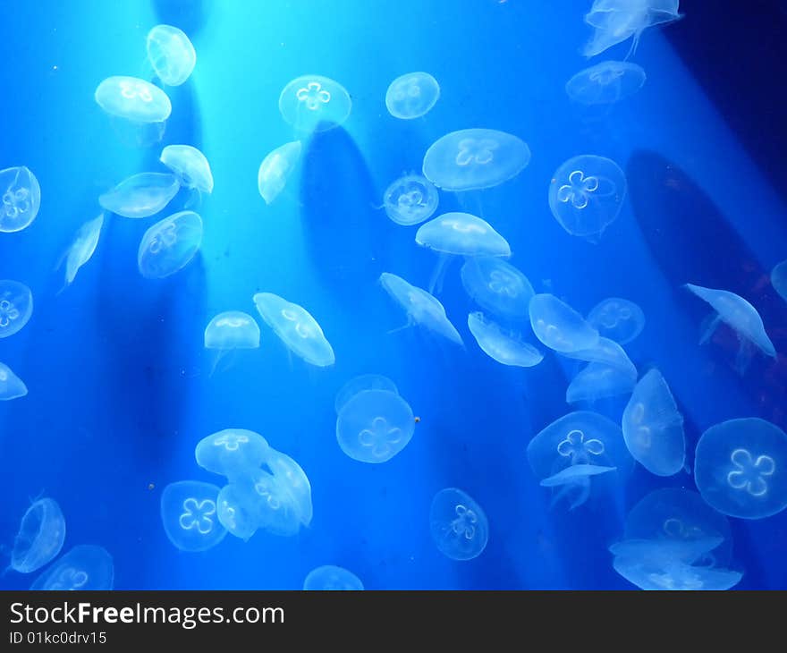 Jellyfishes