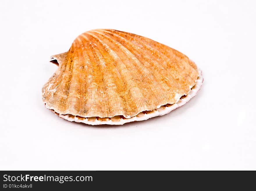 Shell isolated on white background