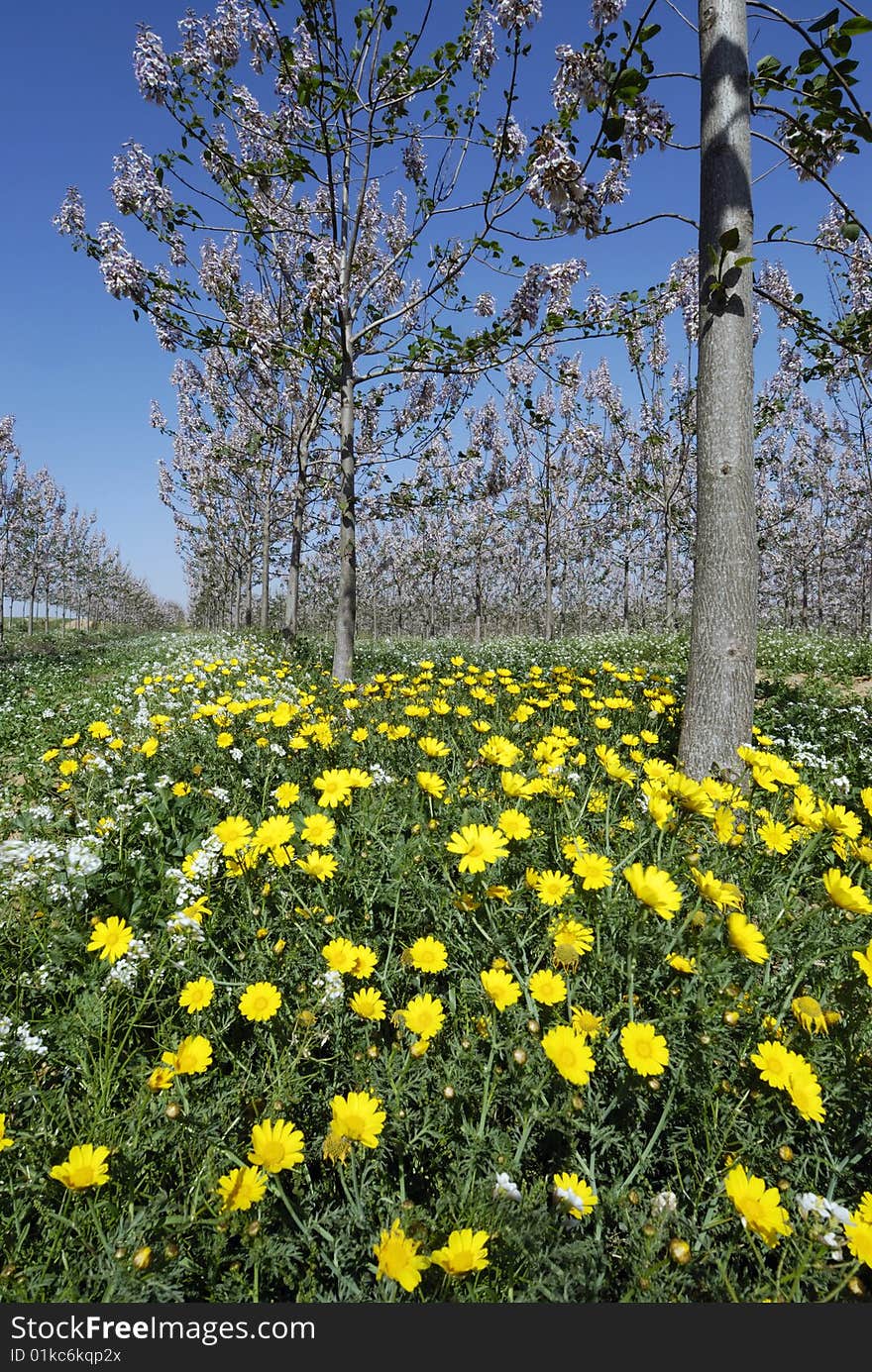 Yellow daisies in the field at spring. Yellow daisies in the field at spring