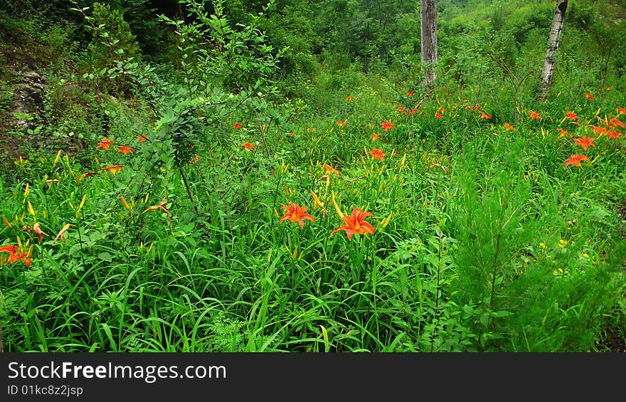 Flowers And Grass