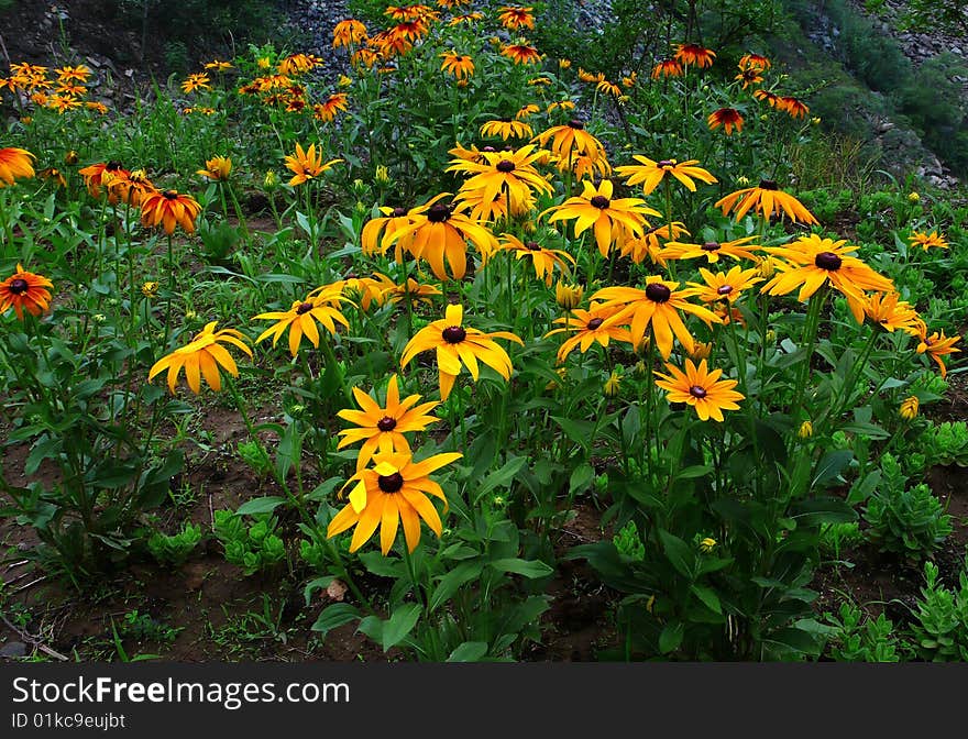 Flowers and grass