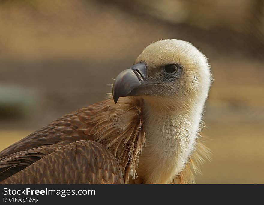 Eagle portrait