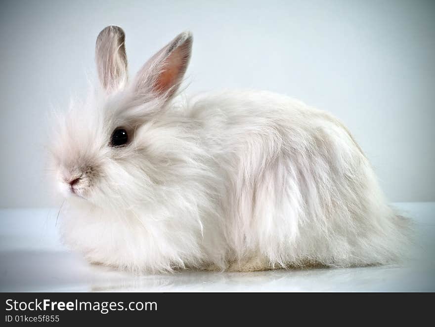 White Fluffy Rabbit