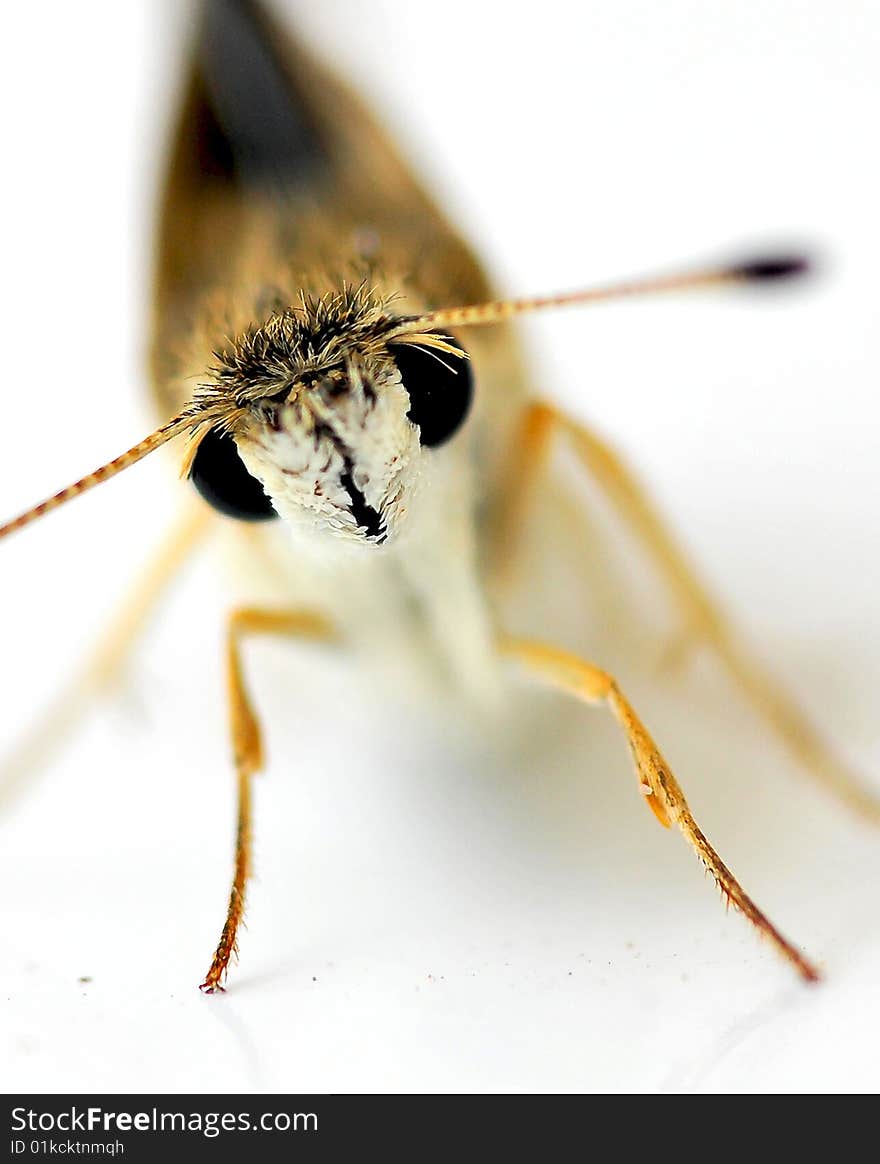 Butterfly closeup