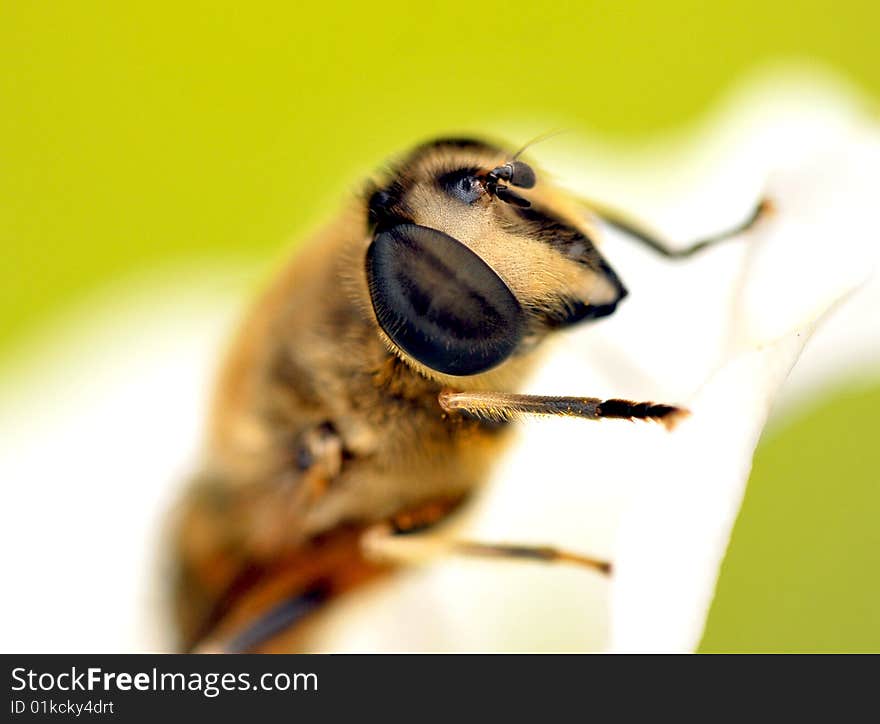 Bee macro