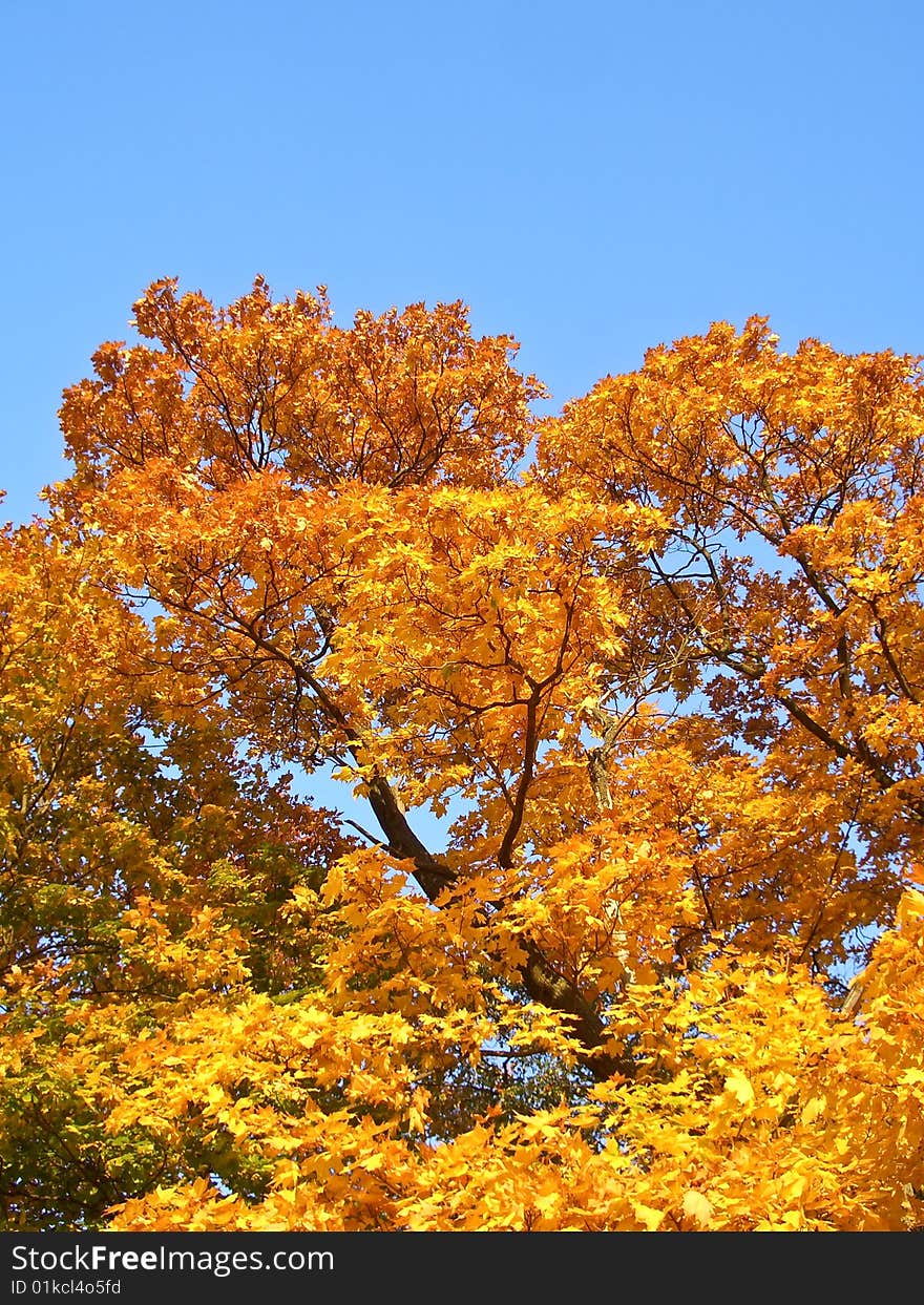 Sunny golden maple in autumn