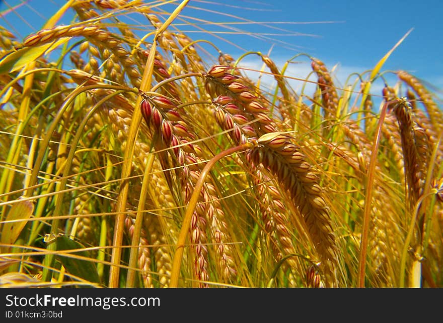 Wheat Field