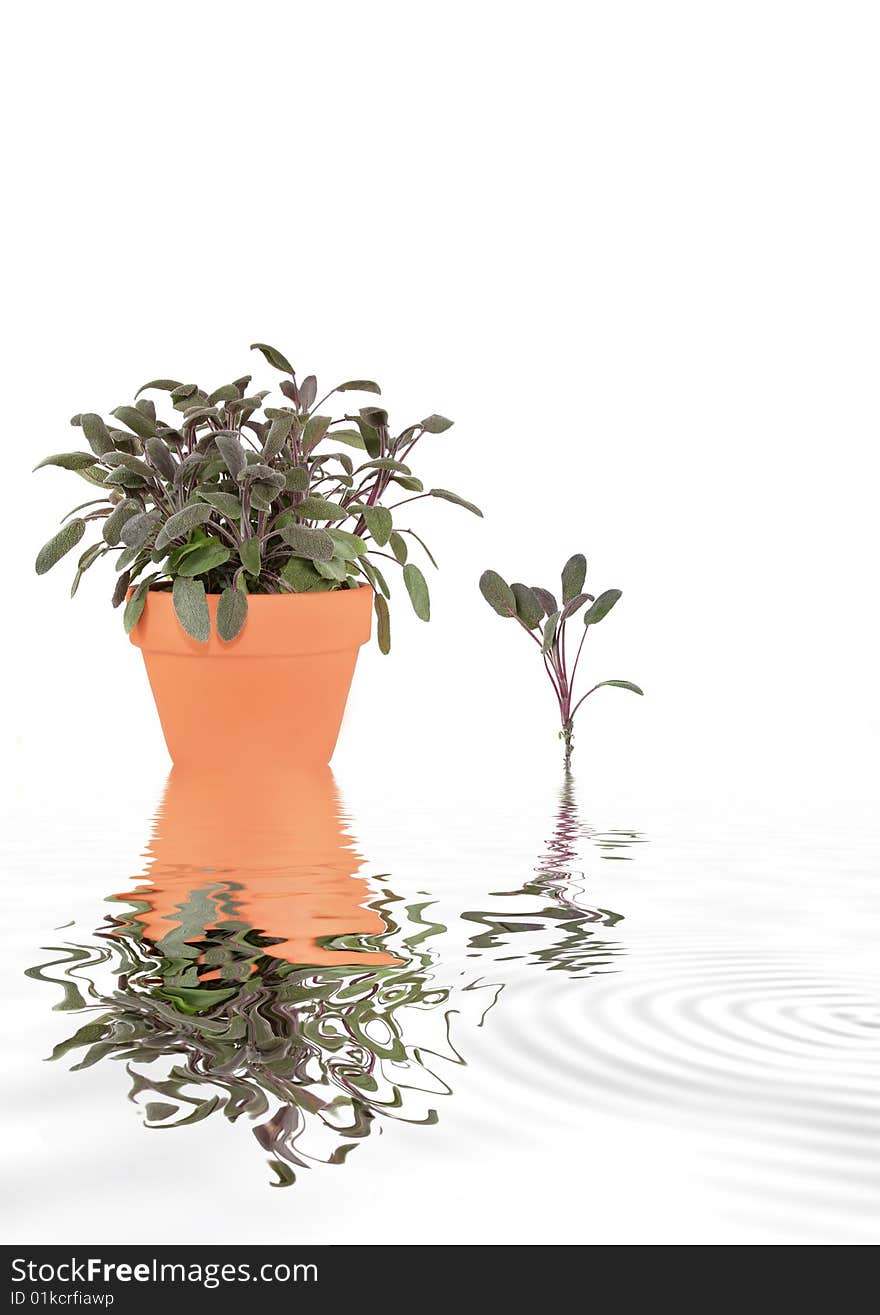 Sage herb growing in a terracotta pot and a specimen leaf sprig with reflection in grey rippled water, over white background. Sage herb growing in a terracotta pot and a specimen leaf sprig with reflection in grey rippled water, over white background.