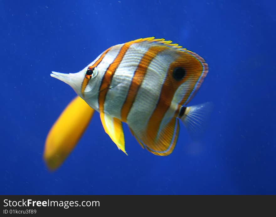 A stripey orange and white butterfly  fish. A stripey orange and white butterfly  fish