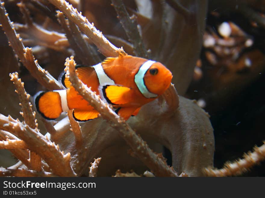 A stripey orange and white clown fish. A stripey orange and white clown fish