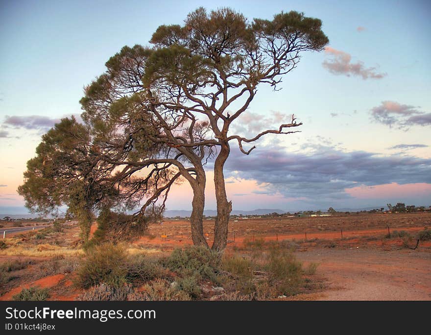 A Lonely Tree On Red Soil.