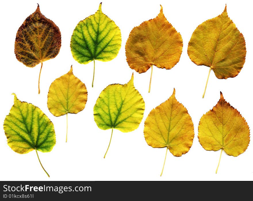 Many different autumn leaves isolated on white