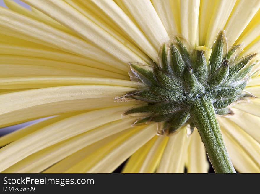 Macro image of a yellow bloom from the backside. Macro image of a yellow bloom from the backside