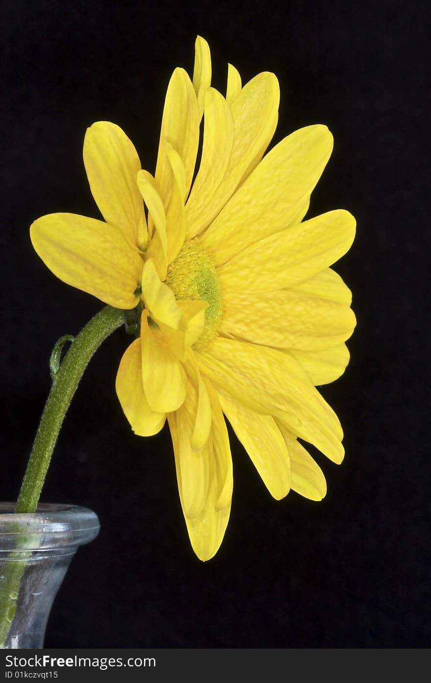 Flower Portrait