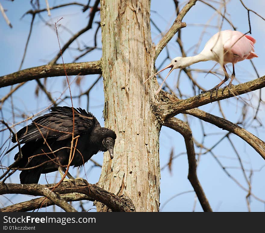 A bold spoonbill squaking in a leafless tree squaking at a cowering buzzard on a lower branch. (Focus on spoonbill's eye.). A bold spoonbill squaking in a leafless tree squaking at a cowering buzzard on a lower branch. (Focus on spoonbill's eye.)