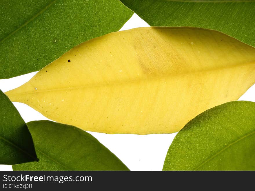 Yelow leaf and green leaves