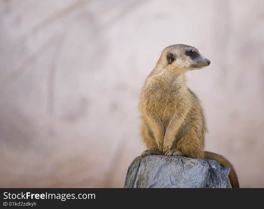 A meerkat perched on a rock, looking off to the side with plenty of space for your text. A meerkat perched on a rock, looking off to the side with plenty of space for your text.