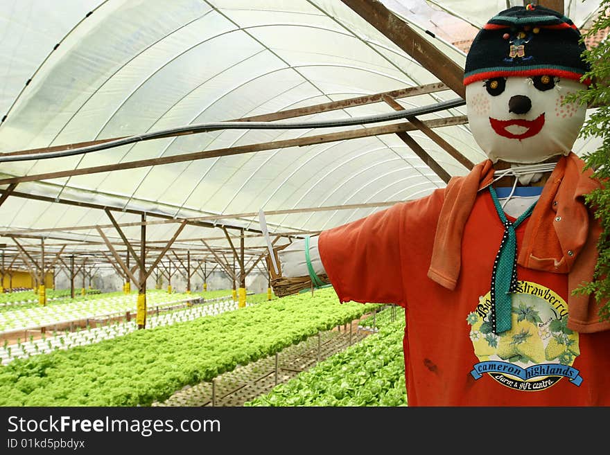 Closeup Scarecrow at indoor farm