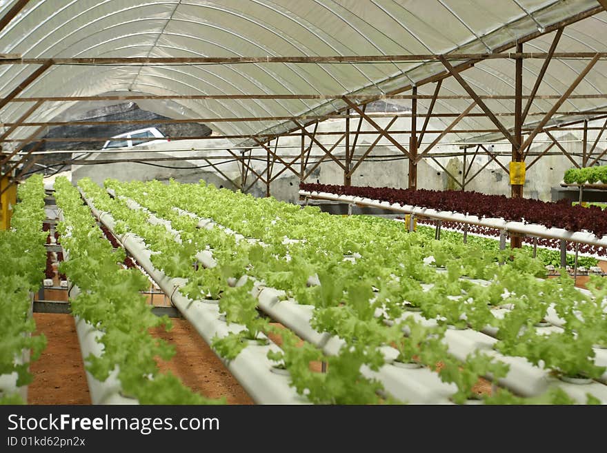 Indoor Letuce Farm