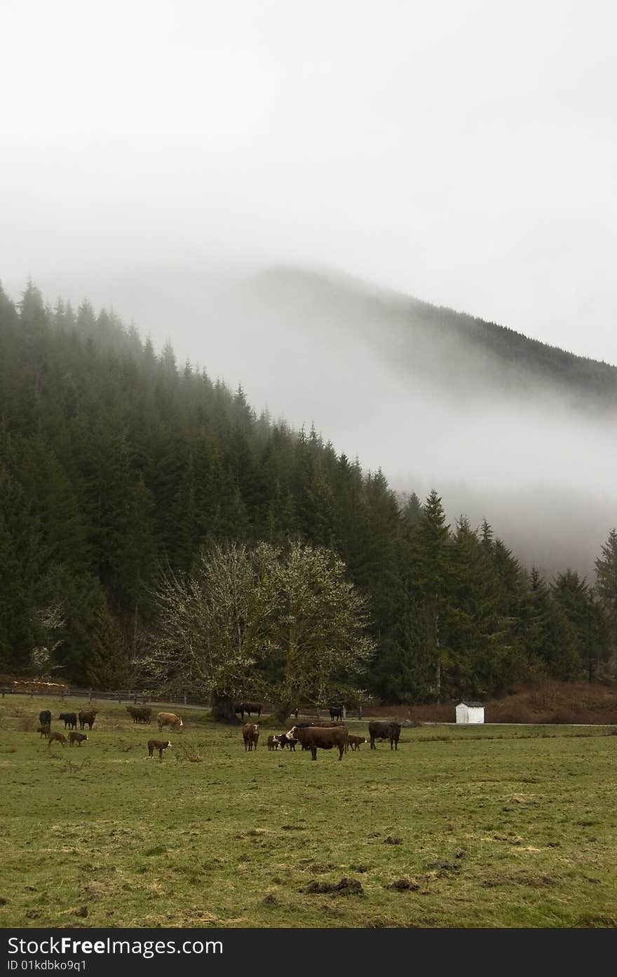 Cows On Washington Farm