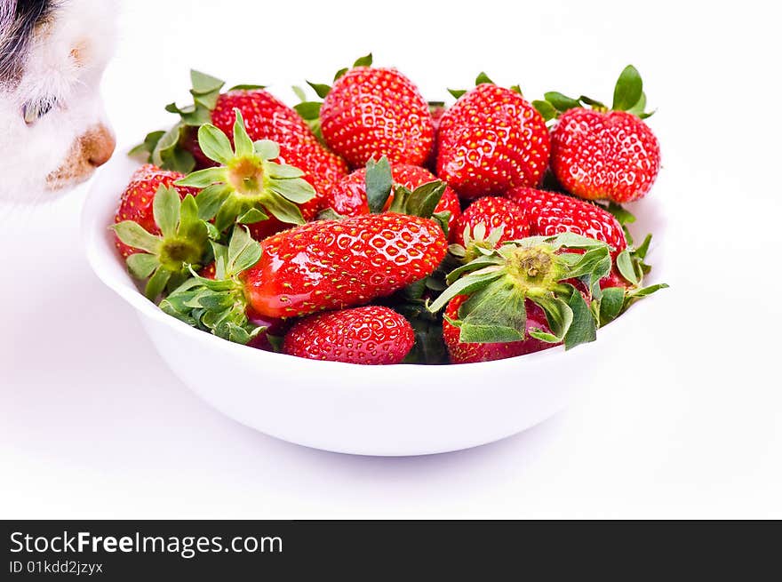 Cat smells strawberry in a bowl