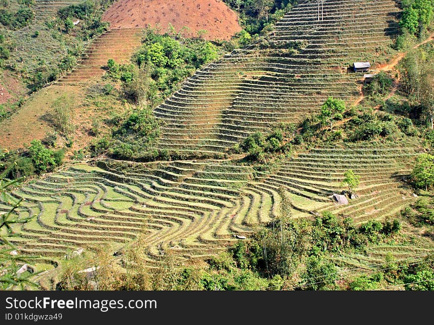 Terrace rice field in the mountain