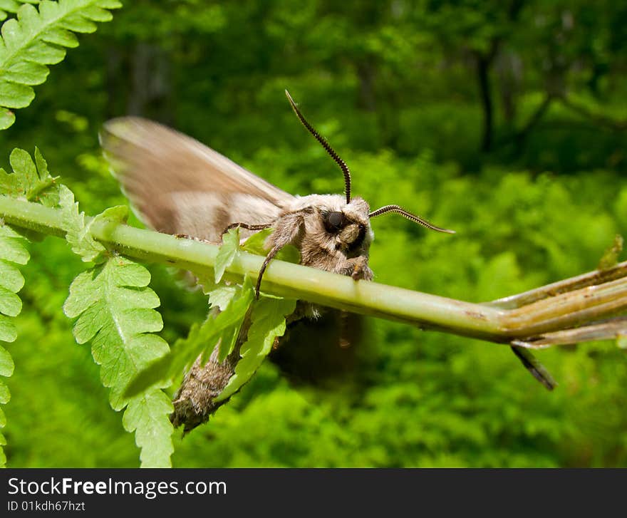 Butterfly Hawk Moth 21