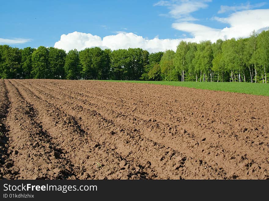 Field in spring with forest and sky