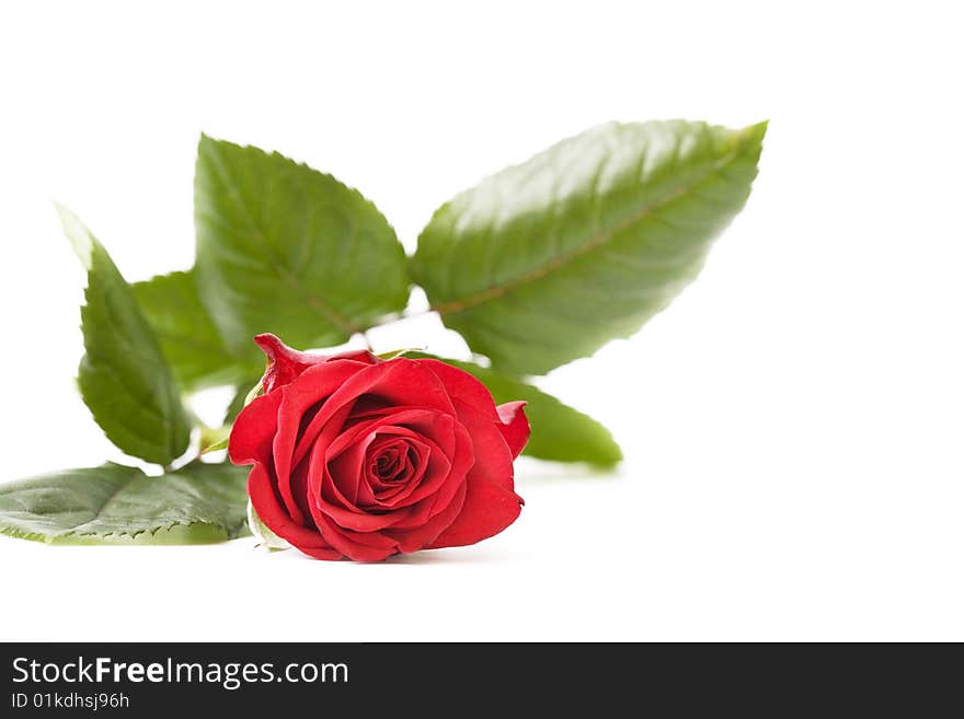 Red rose isolated on white background