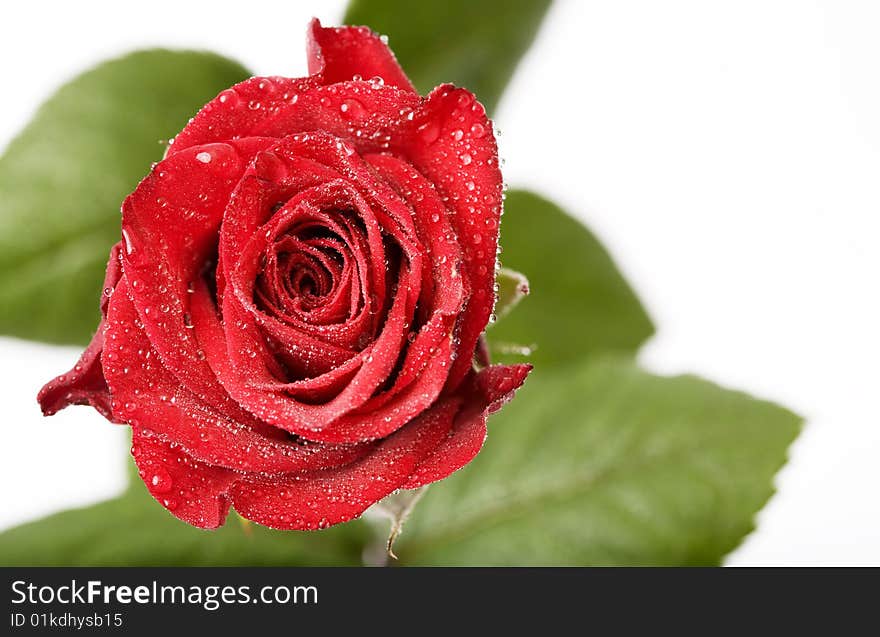 Macro image of red roses