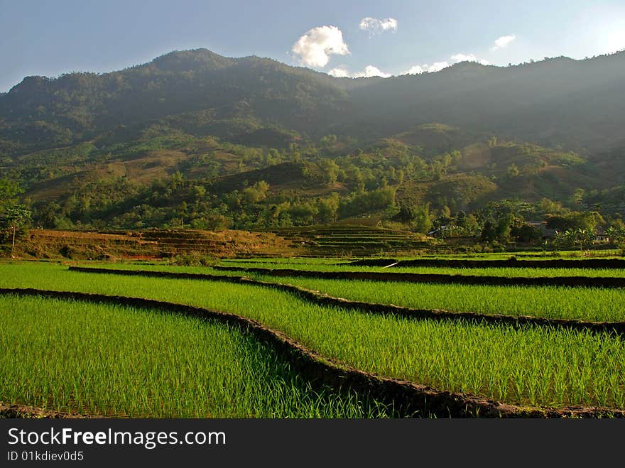 Curves Of Terrace Rice Field In The Mountain