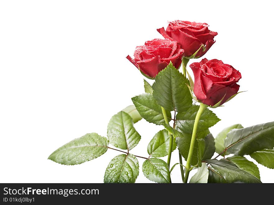 Bouquet of red roses isolated on white.