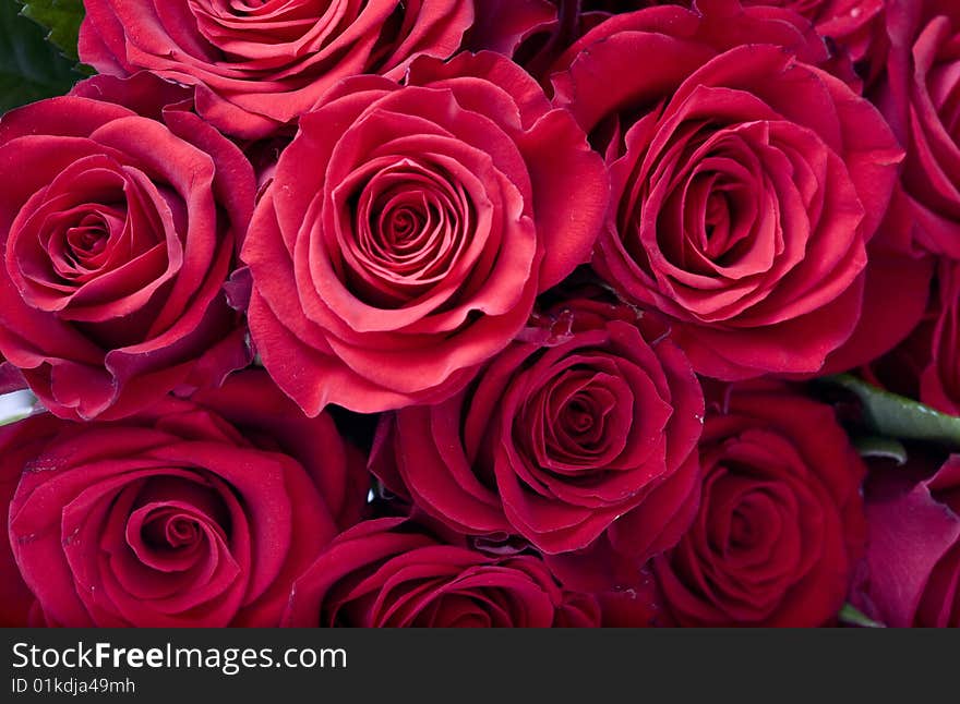 Beautiful red roses on a white background. Beautiful red roses on a white background