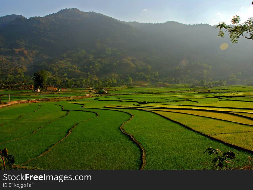 Curves of terrace rice field in the mountain