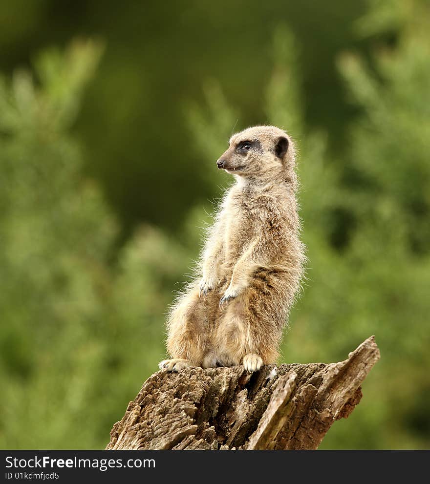 Meerkat