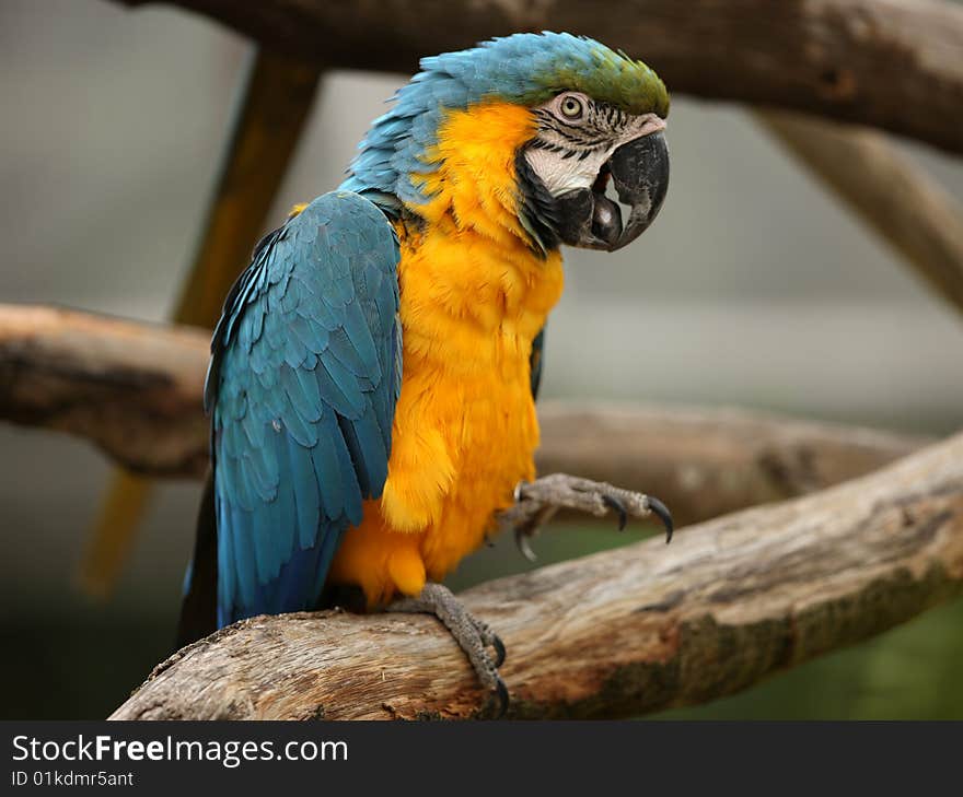 Macaw Parrot