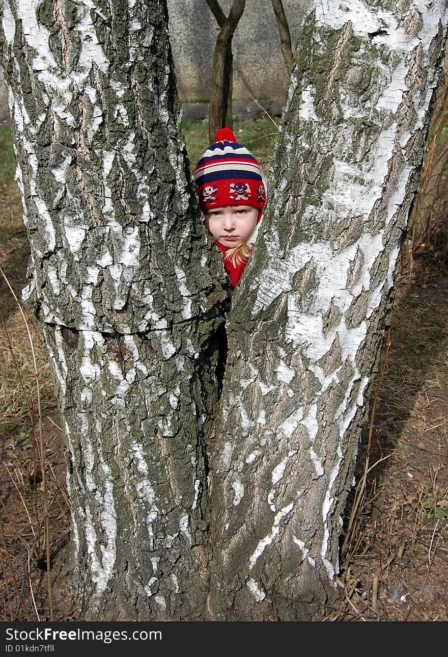 Little girl look to us from behind the twins birch. Little girl look to us from behind the twins birch