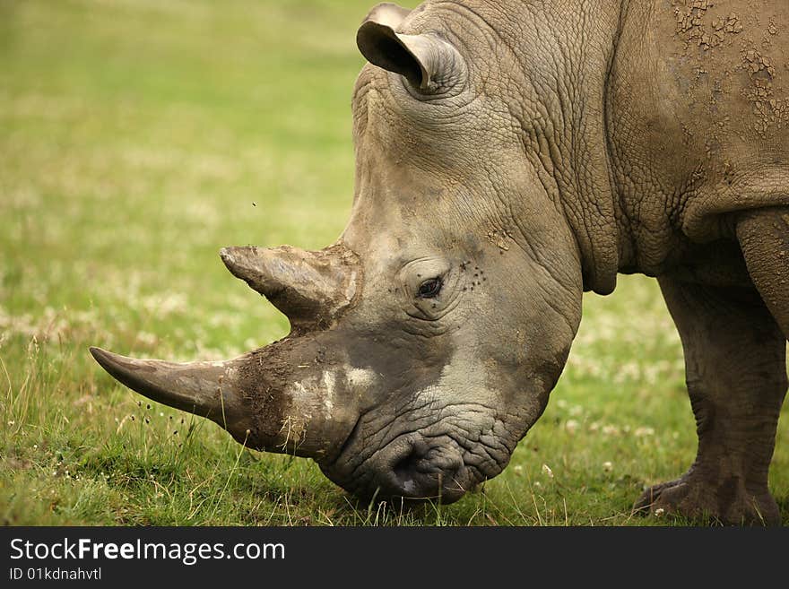 Portrait of a White Rhino