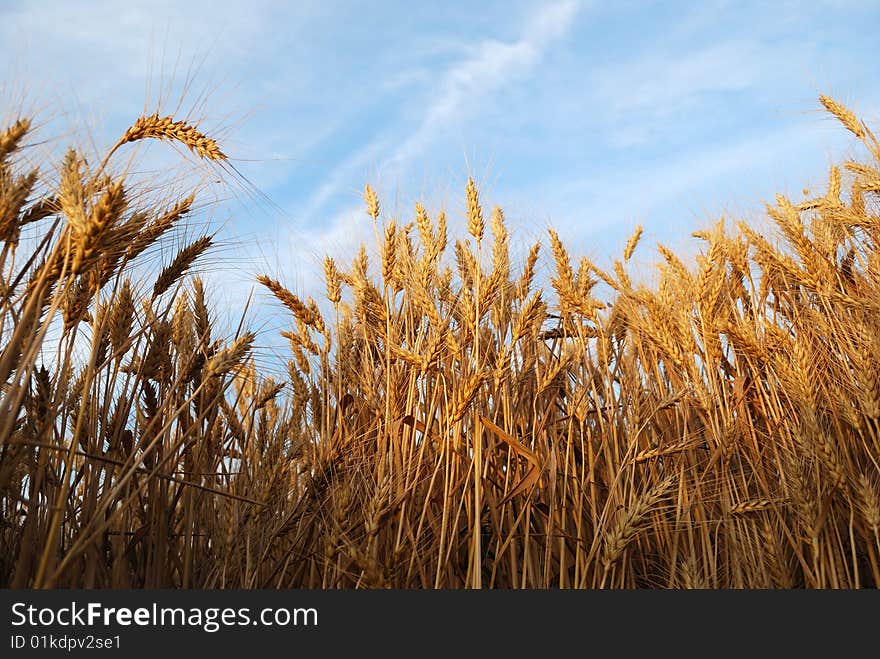 Wheaten field with the ripened ears for harvesting. Wheaten field with the ripened ears for harvesting.