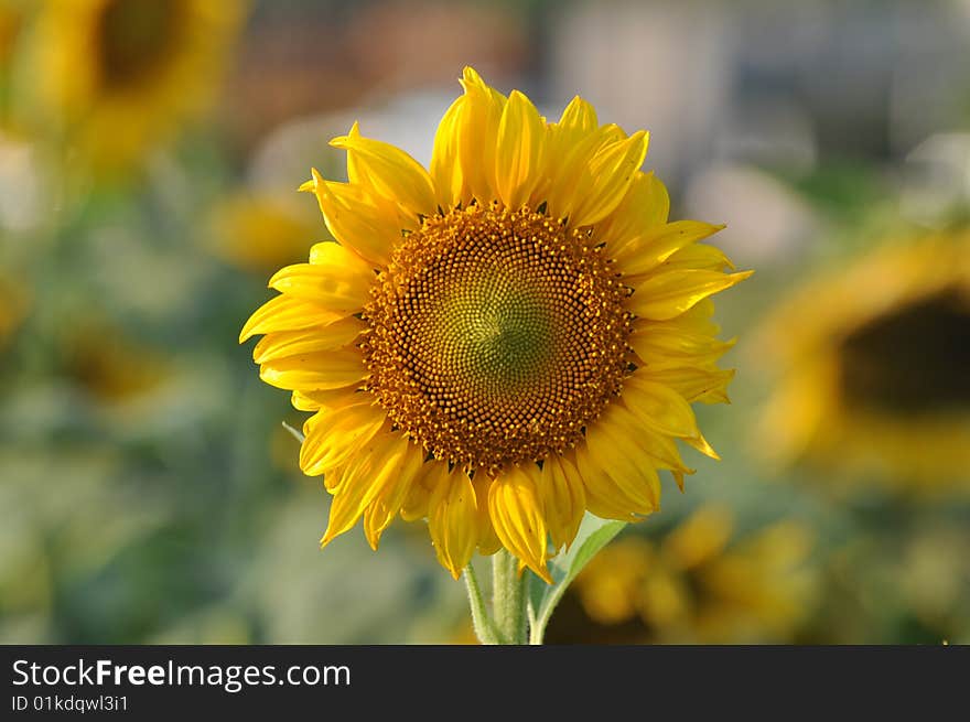 Sunflower blooming already taken one farm. Sunflower blooming already taken one farm.