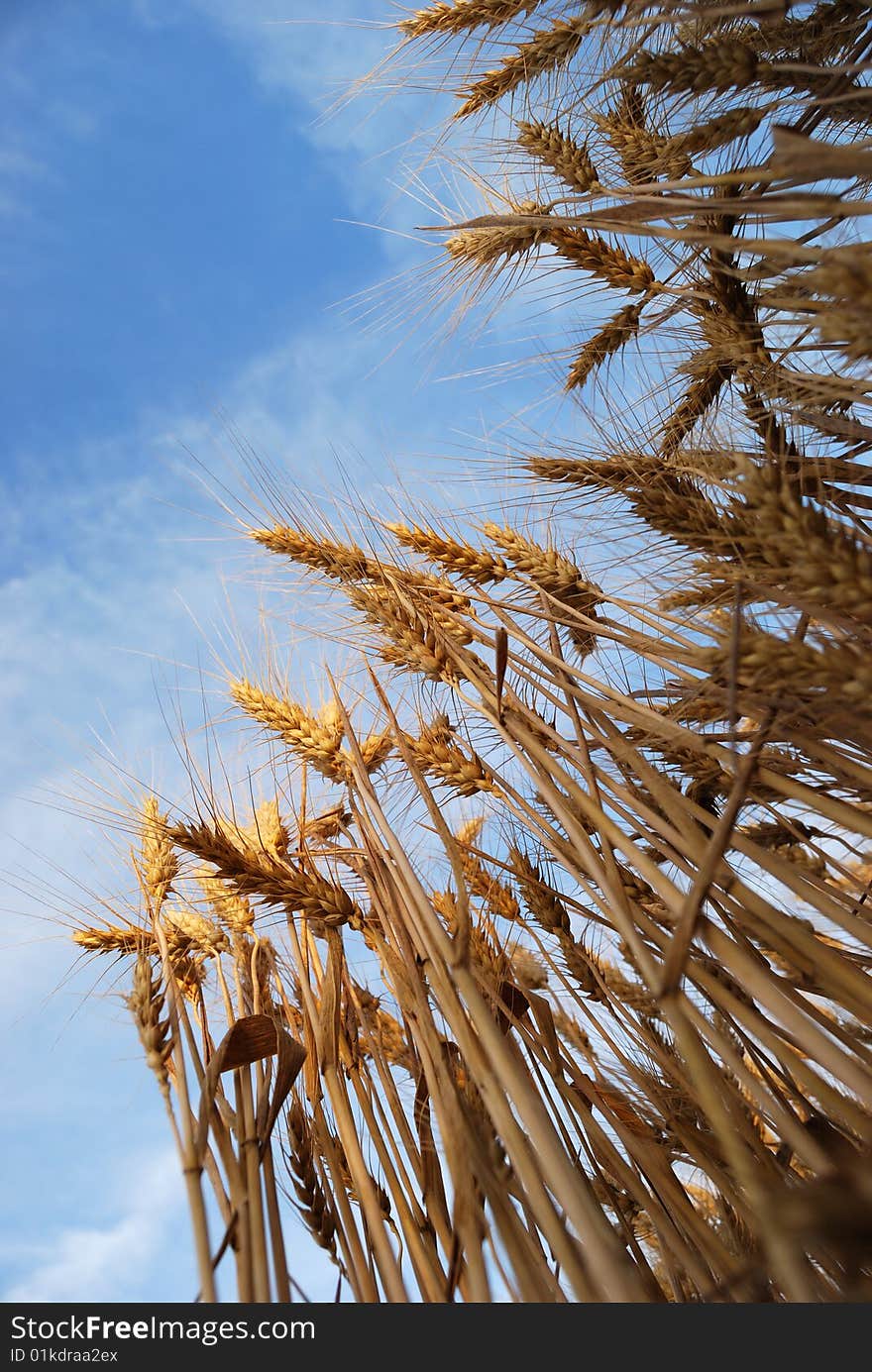 Wheaten field with the ripened ears for harvesting. Wheaten field with the ripened ears for harvesting.