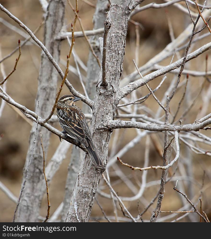 Female red-winged blackbird perched on a tree branch