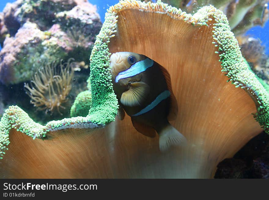 A stripey orange and white fish hiding in coral. A stripey orange and white fish hiding in coral