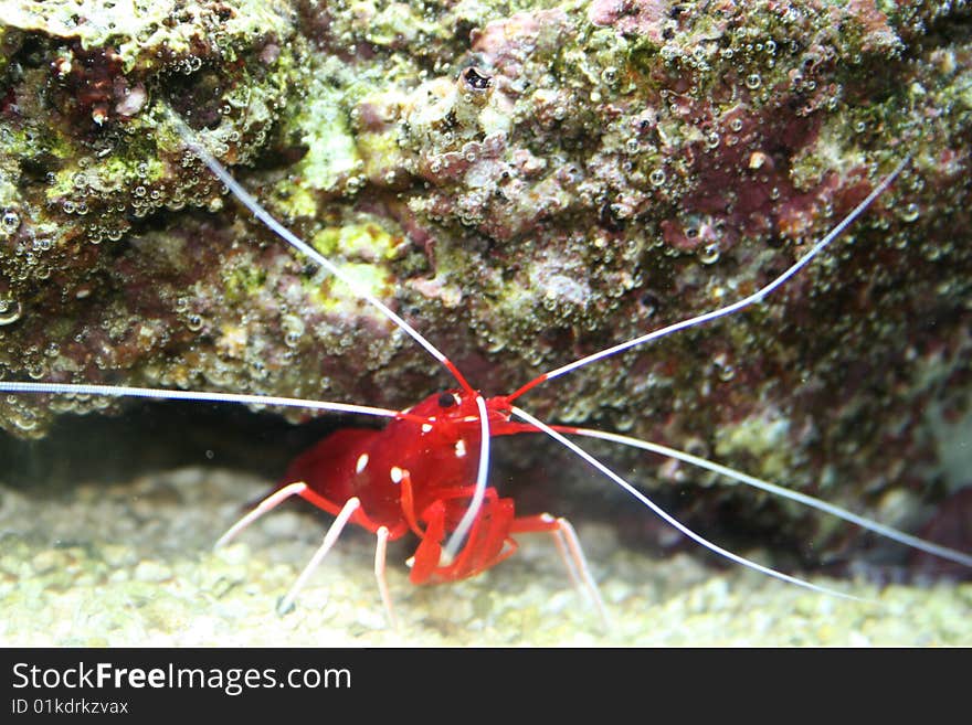 A red tropical shrimp in coral