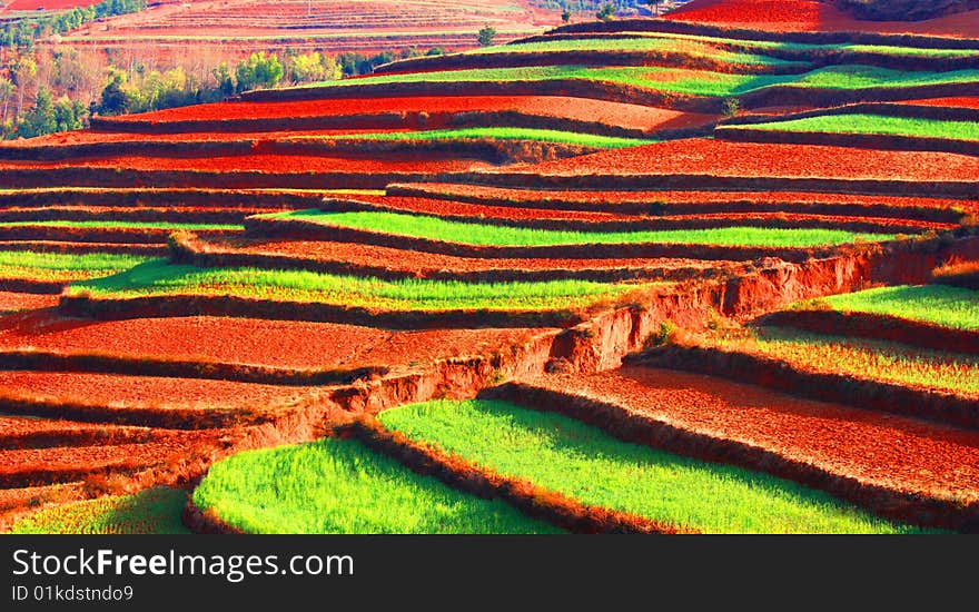 Colorful terraces